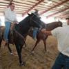 Tyler Mitchell leads Anson and Las Vegas Sun sports editor Ray Brewer on his first horse ride Nov. 2, 2012.